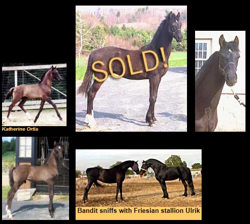 American Saddlebred x Friesian cross for sale